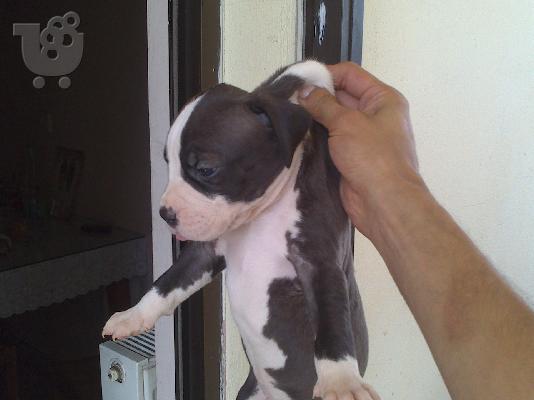 pitbull merle